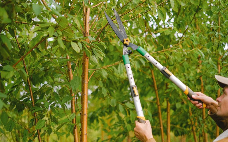 Tree trimming in Dodge, ND