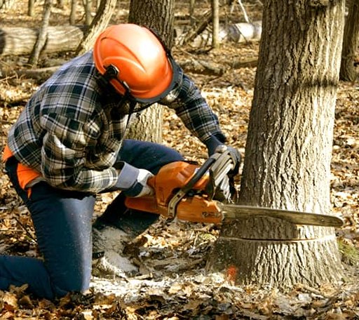 Tree Removal in Dodge, ND